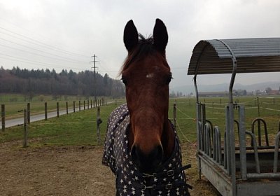 A Prince Paddock 5(Kopie)