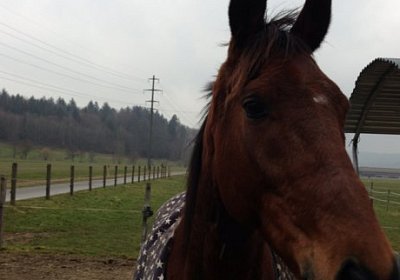 A Prince Paddock 6(Kopie)