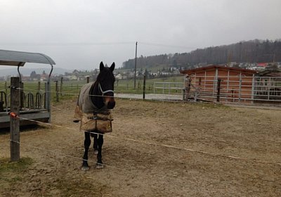 A Zosh Paddock1(Kopie)