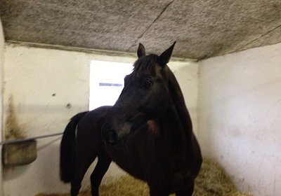 Quito D Stall 2(Kopie)