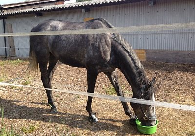 7a Remedial 7sept13 Dielsdorf