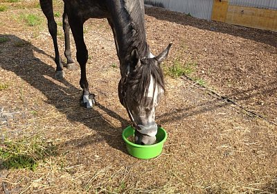 7b Remedial 7sept13 Dielsdorf