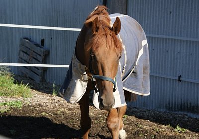 D Gitan Paddock 2 (Kopie)