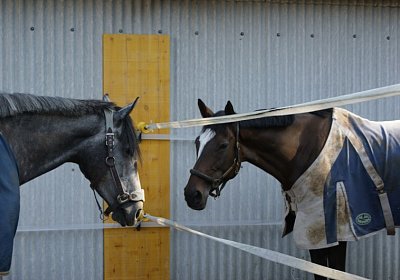 E Remedial Bambi Paddock 1 (Kopie)