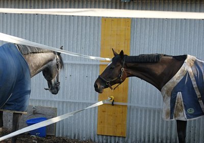 E Remedial Bambi Paddock 2 (Kopie)