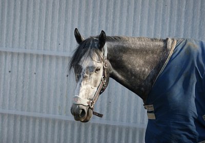 E Remedial Paddock 1 (Kopie)