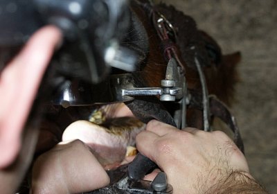 DSC09642 Zahni Belgino