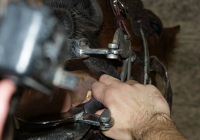 DSC09643 Zahni Belgino