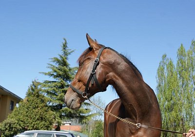 Playboy April2014 DSC04091