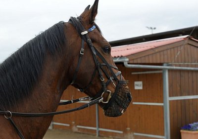 Prince Training 2Mai2014 DSC05569