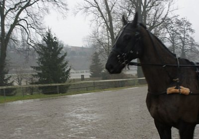 DSC01360 (Kopie)