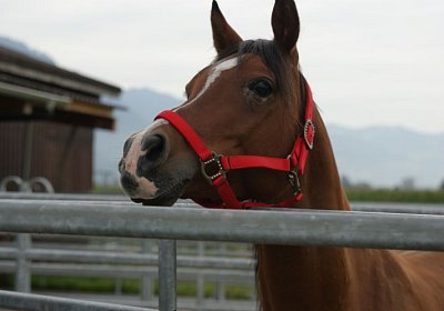 Quito zuegelt sept 2014 DSC04618