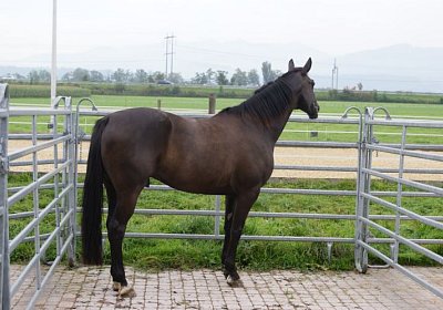Quito zuegelt sept 2014 DSC04632
