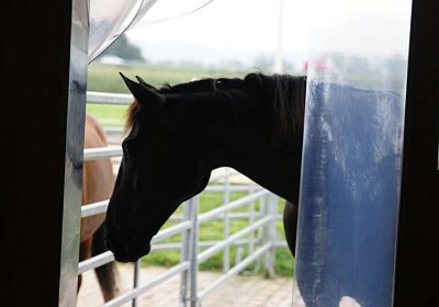 Quito zuegelt sept 2014 DSC04637