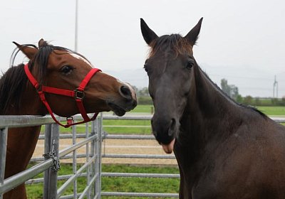 Quito zuegelt sept 2014 DSC04650