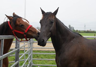 Quito zuegelt sept 2014 DSC04651