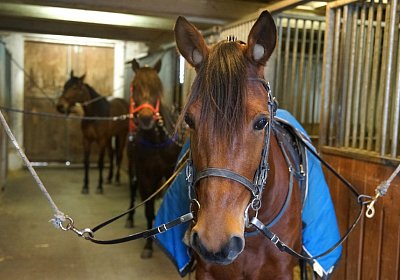 Rebus (vorne) wartet zusammen mit Global Spotify