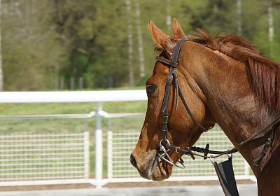 DSC05856 Cherifos Gitan Kugelblitz Dielsdorf 19april15