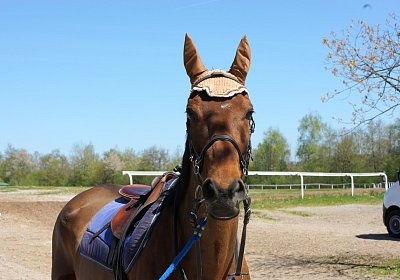 DSC06080 Prince