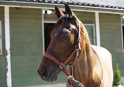 DSC06523 Prince