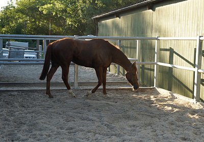 DSC08386 Kugelblitz Dielsdorf 4Juni2015