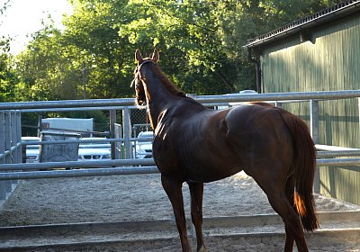 DSC08391 Kugelblitz Dielsdorf 4Juni2015