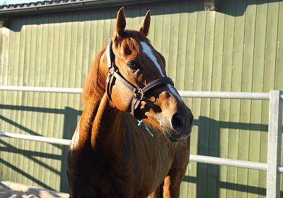 DSC08393 Kugelblitz Dielsdorf 4Juni2015