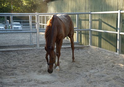DSC08409 Kugelblitz Dielsdorf 4Juni2015