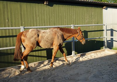 DSC08418 Kugelblitz Dielsdorf 4Juni2015