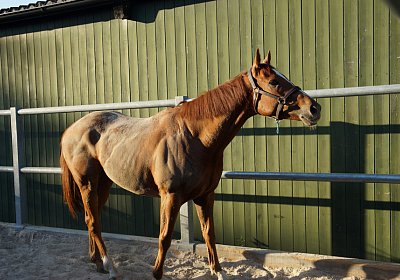 DSC08421 Kugelblitz Dielsdorf 4Juni2015