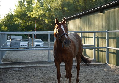 DSC08423 Kugelblitz Dielsdorf 4Juni2015