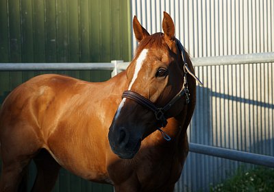 DSC08433 Kugelblitz Dielsdorf 4Juni2015