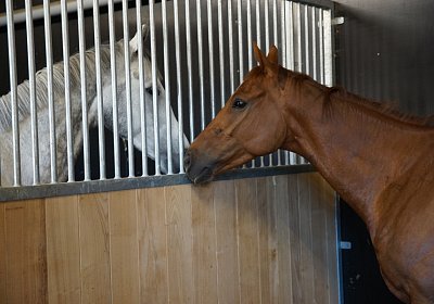 DSC08444 Kugelblitz Dielsdorf 4Juni2015