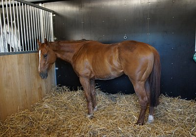 DSC08449 Kugelblitz Dielsdorf 4Juni2015