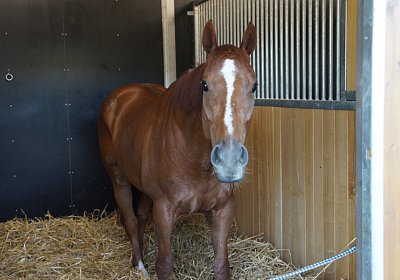 DSC08451 Kugelblitz Dielsdorf 4Juni2015