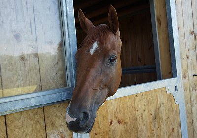 DSC08566 Vivalko Grillplausch 13 juni 15