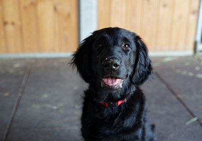 DSC08619 Vivalko Grillplausch 13 juni 15