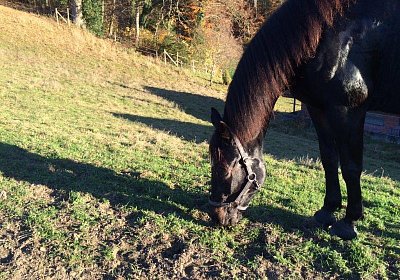 mmo Bottenwil 7nov15 d Timoa