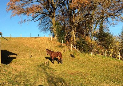 mmo Bottenwil 7nov15 h Belgino