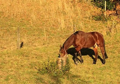 mmo Bottenwil 7nov15 j Belgino