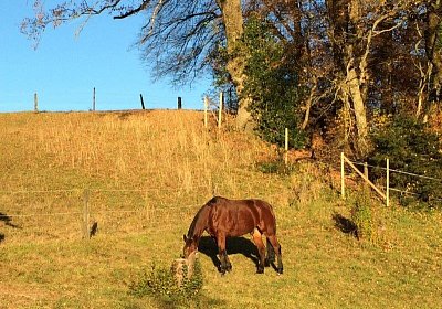 mmo Bottenwil 7nov15 k Belgino