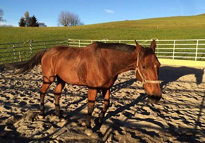 mmo Bottenwil 7nov15 n Prince