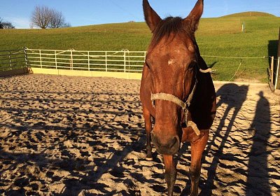 mmo Bottenwil 7nov15 q Prince