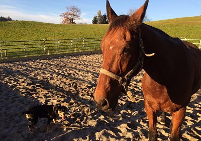 mmo Bottenwil 7nov15 r Prince