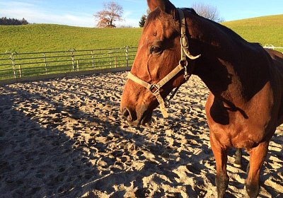 mmo Bottenwil 7nov15 t Prince