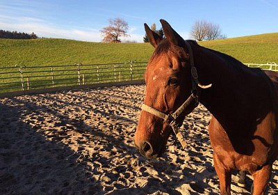 mmo Bottenwil 7nov15 u Prince