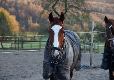 DSC00130 Rushing Dasher
