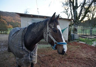 DSC00163 Earl of Winds
