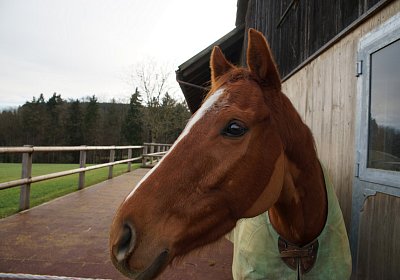 2015 01 15 Cherry Kugelblitz 00007