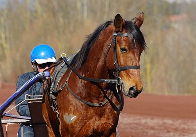 DSC02428 Rebus Timoa